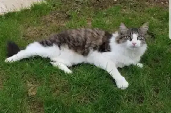 Chat mâle tigré noir/blanc disparu à Genay - photo