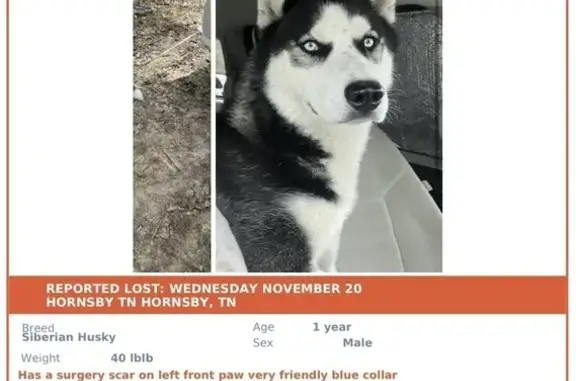 Missing Husky: Scar on Front Paw, TN