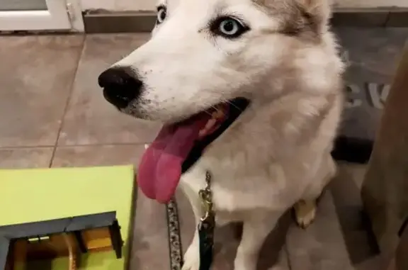 Chien trouvé Dolomieu, photo: Chienne Husky blanche trouvée à Dolomieu