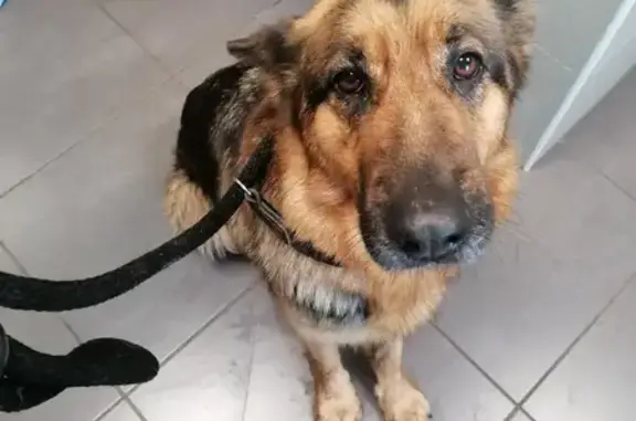 Berger Allemand mâle trouvé à Herbault - photo
