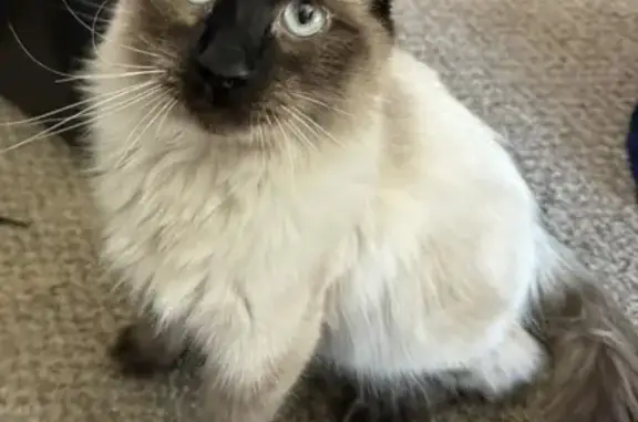 Lost Ragdoll Cat: East 4th Circle, Aurora