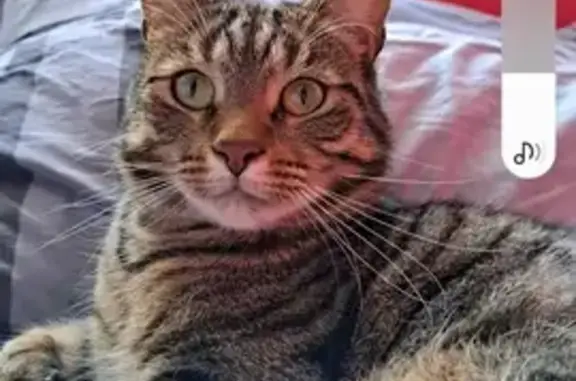 Chat tigré disparu à Yvetot - photo