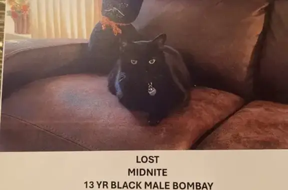 Lost Black Bombay Cat: Midnite, Age 13