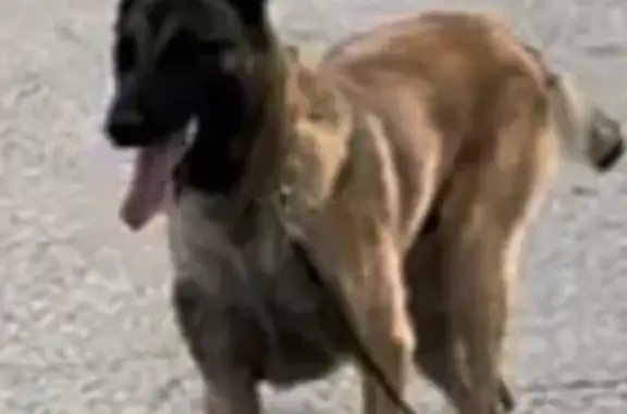 Chien perdu Sélestat, photo : Chien perdu à Sélestat : SiMBA s'est échappé