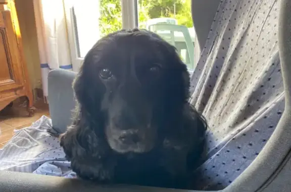Animaux perdus Aire-sur-la-Lys, photo: Cocker noir 15 ans perdu Aire-sur-la-Lys