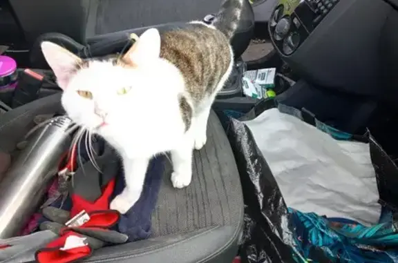 Chat mâle trouvé non castré au Puy-Notre-Dame - photo