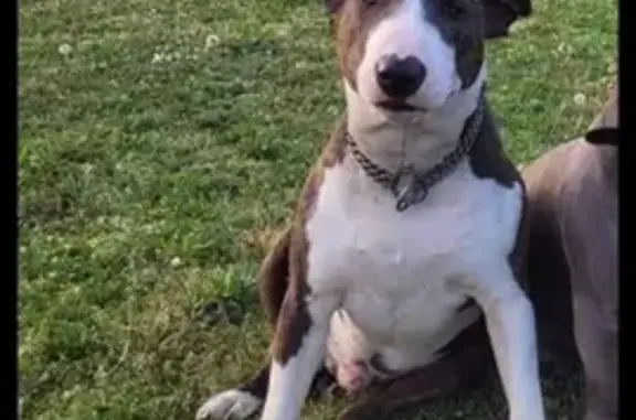 Animaux perdus Huttenheim, photo: Chien bull terrier perdu à Huttenheim