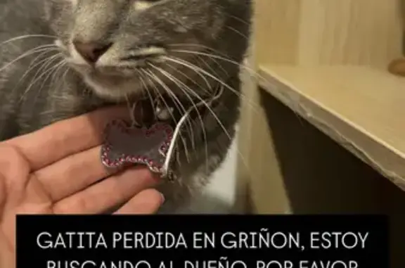 Gatita Gris Cariñosa Encontrada en Griñón