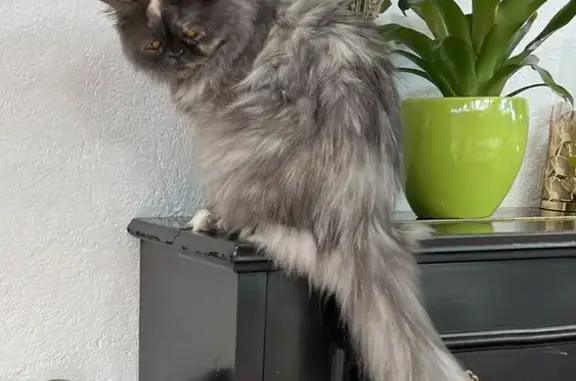 Animaux perdus Saint-Pierre-du-Mont, photo: Chatte persane argentée perdue, aide urgente!