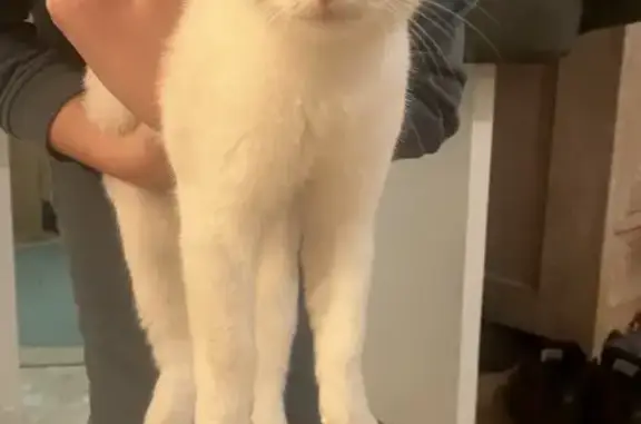 Animaux trouvés Aulnay-sous-Bois, photo: Chat trouvé devant véranda à Aulnay-sous-Bois