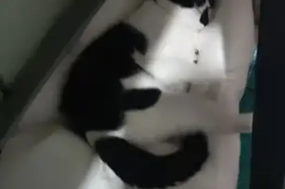Chat perdu, Dammarie-les-Lys, photo: Chat noir et blanc perdu à Dammarie-les-Lys