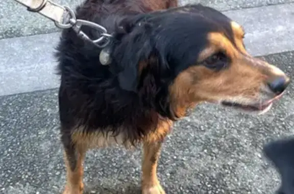 Chien croisé noir/marron trouvé à Varilhes - photo