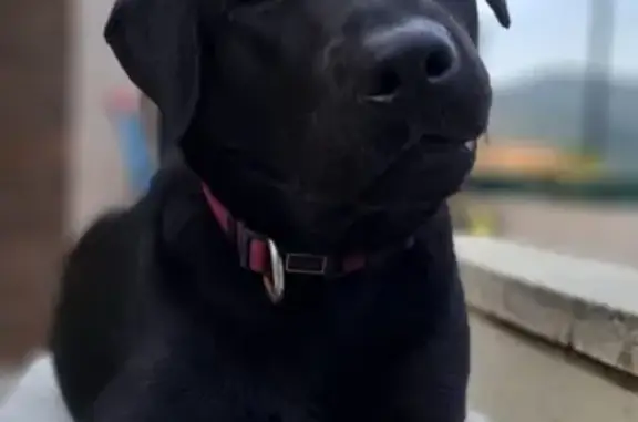 ¡Ayuda a encontrar a nuestra labradora negra!