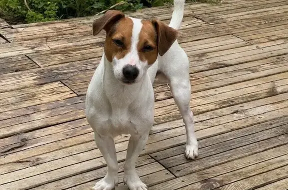 Chien perdu Meyzieu, photo : Jack Russel blanc perdu à Meyzieu