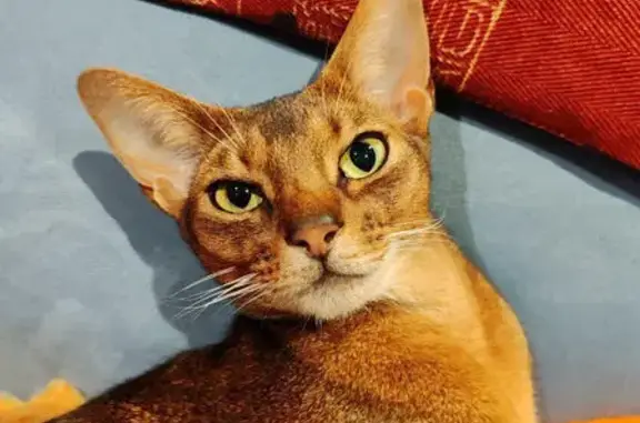 Animaux perdus Chablis, photo: Chat Abyssin perdu à Chablis, rue Manuel