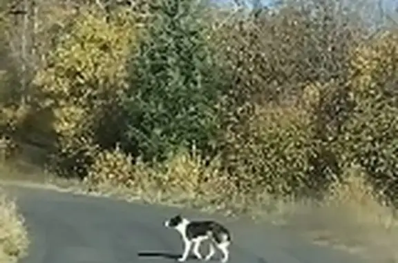 Border Collie errant à Murols : propriétaire ? - photo