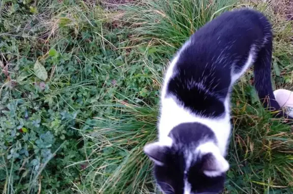 Chat sociable trouvé près du Carrefour Unieux - photo