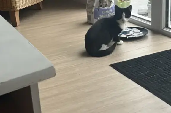 Chat trouvé à Perros-Guirec - photo