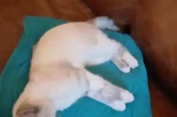 Chat perdu, La Mulatière, photo: Chaton disparu à La Mulatière