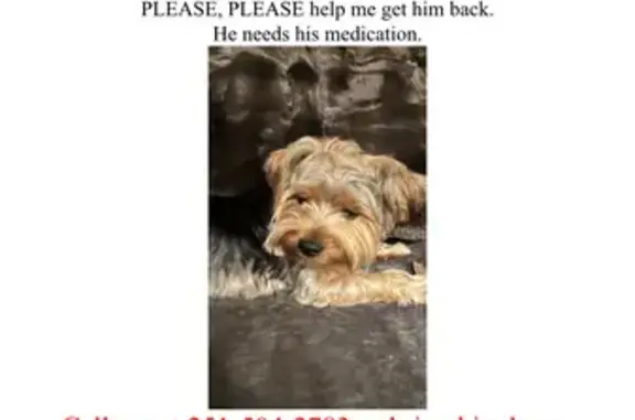 Lost Male Yorkie: Escaped from Foley Yard