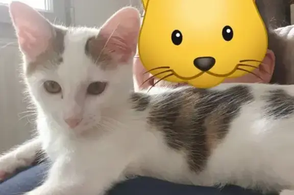 Animaux perdus Civrieux, photo: Chat perdu : Wilo, mâle blanc tacheté