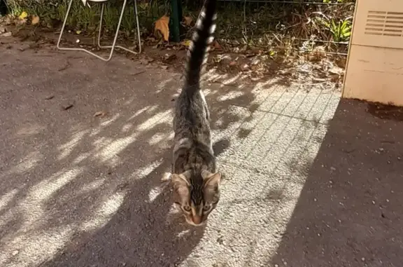 Chaton tigré trouvé à Lyon, rue Chartreux - photo