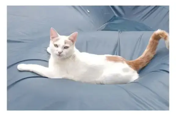 Animaux perdus Lamotte-Beuvron, photo: Chat blanc perdu, queue rousse, Lamotte-Beuvron