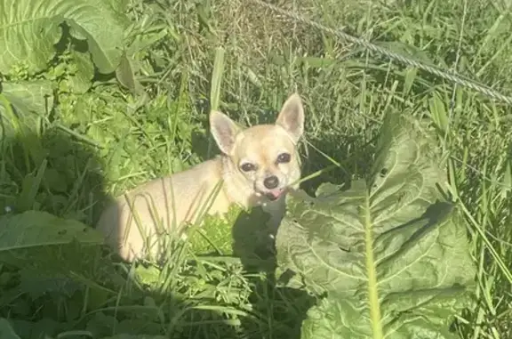 Chihuahua crème trouvé Chemin des Prés - photo