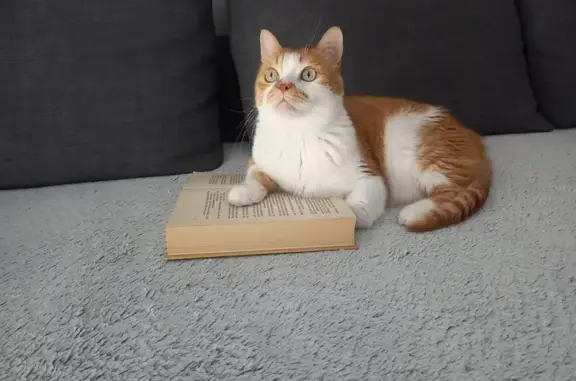 Chat perdu : Rougail, mâle roux et blanc - photo