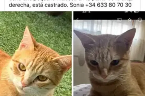 ¡Ayuda! Gato perdido en Santomera