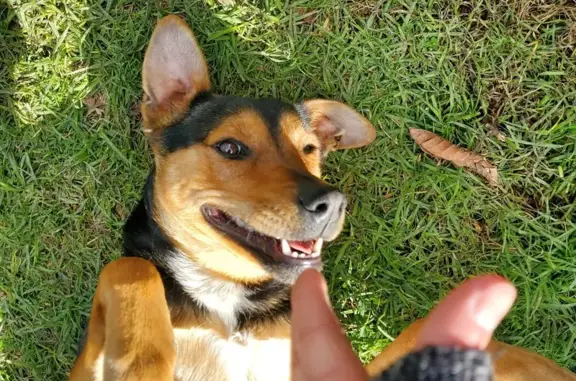 Lost Rottweiler Mix: Black & Tan in Playford