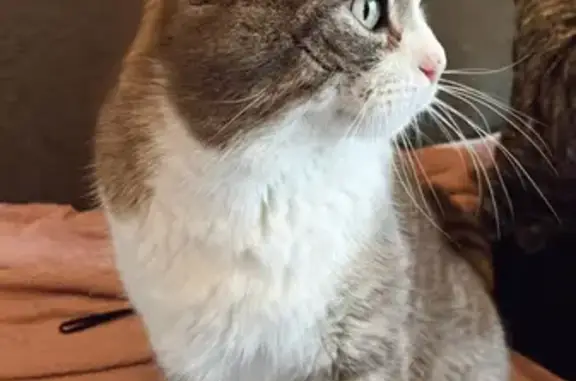 Chat perdu, Barcelonne-du-Gers, photo: Chat tigré gris perdu avec harnais bleu