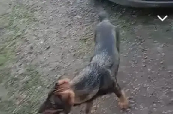 Chien Teckel perdu à Neuville-sur-Touques - photo