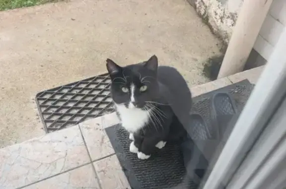 Chat trouvé , photo: Chat mâle trouvé, blessé, rue de la Mairie