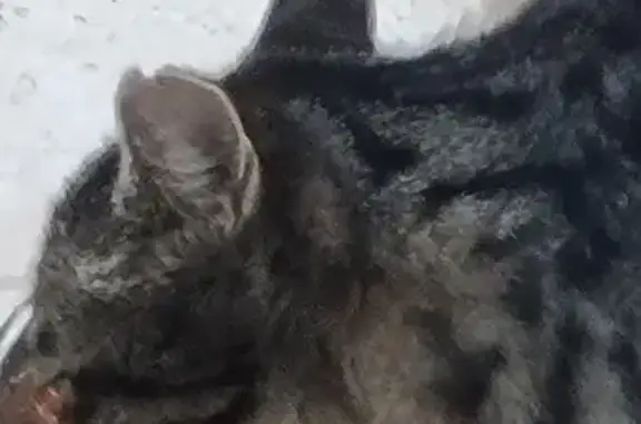 Jeune chat craintif trouvé à Antibes - photo