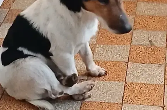 Animaux trouvés , photo: Jack Russel trouvé sale sur route à Chahains