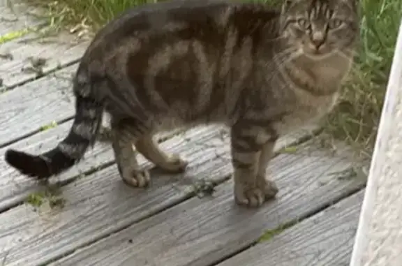 Chat trouvé rue Colette, Le Lion-d'Angers - photo