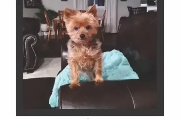 Lost Yorkie on Hamann St, Riverview