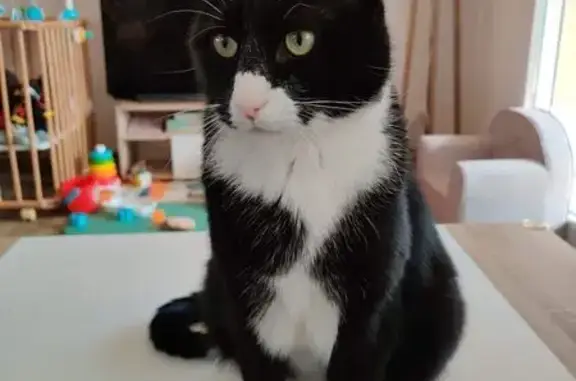 Chat noir Oni perdu, nez et ventre blancs - photo