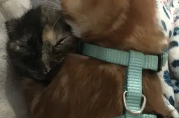 Animaux trouvés Argenteuil, photo: Chatons Tabby et Torties trouvés à Argenteuil