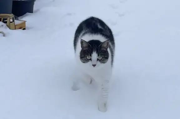 Animaux perdus Étupes, photo: Chatte craintive disparue à Étupes