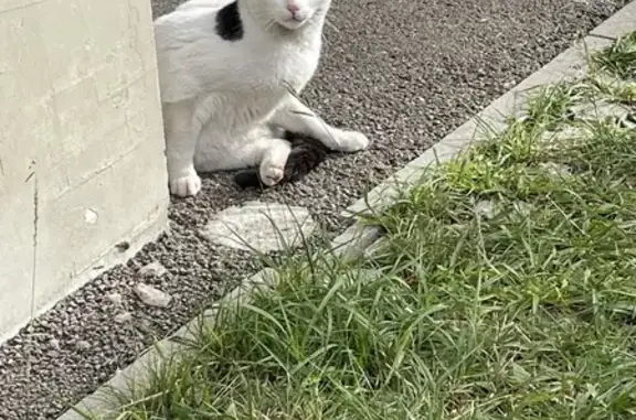 Chat trouvé Cours du Médoc, Bordeaux - photo