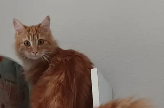 Chatte rousse disparue à Saint Rémy - photo
