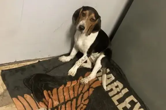 Lost Beagle Mix: Seen on North Main St!