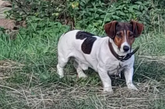 Jojo, fox-terrier peureux perdu D49 - photo