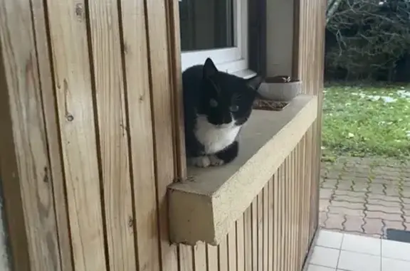 Chat trouvé , photo: Chat trouvé à Laveline-devant-Bruyères
