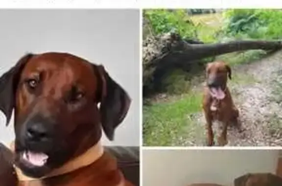 Rhodesian d'un an fugue à Forciolo - photo