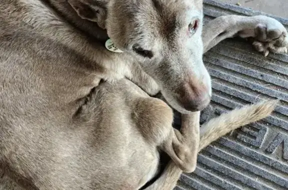 Found: Tan Dog 'Baby' on West Rhodes Ave