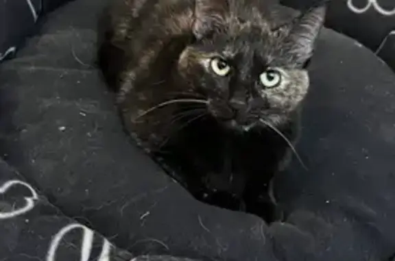 Animaux perdus Toulouse, photo: Minette, chatte 3 ans perdue à Toulouse
