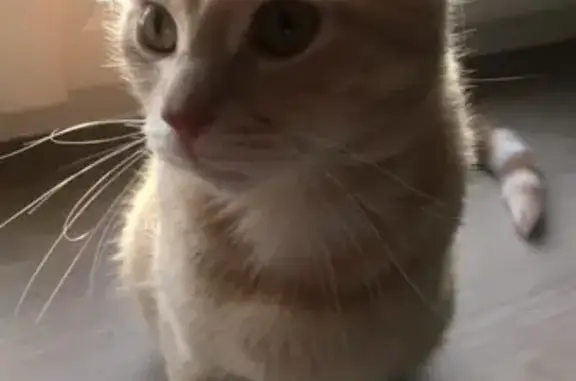 Chat crème perdu, œil droit manquant - photo